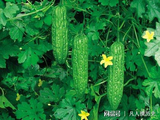 苦瓜最新網(wǎng)站，探索自然美景，尋找內(nèi)心寧靜的輕松之旅
