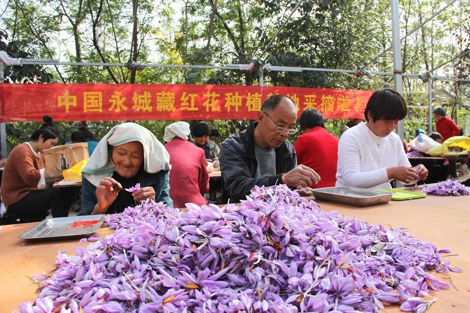 亳州白芷行情深度解析，市場走勢及行情概覽