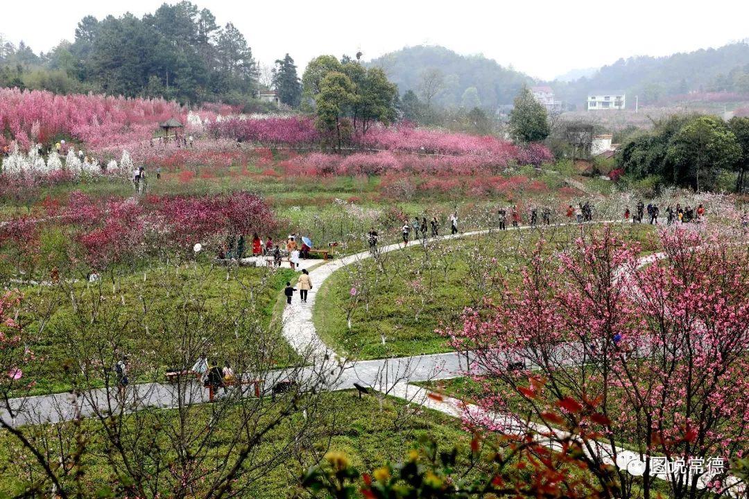 常德最新疫情動(dòng)態(tài)步驟指南，初學(xué)者與進(jìn)階用戶(hù)必讀