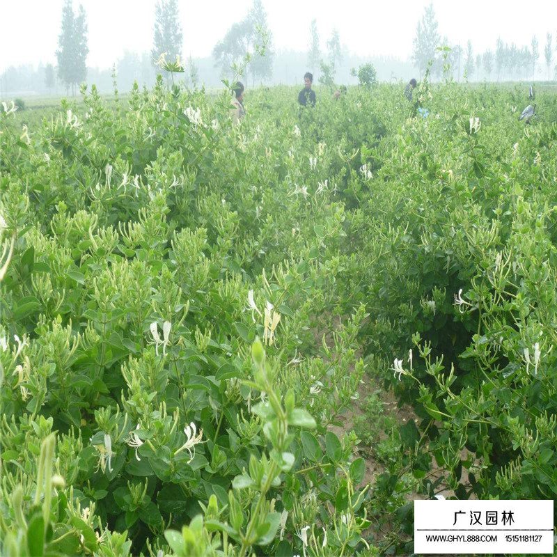 金銀花最新行情與機遇，價格變動中的自信與成就感之源