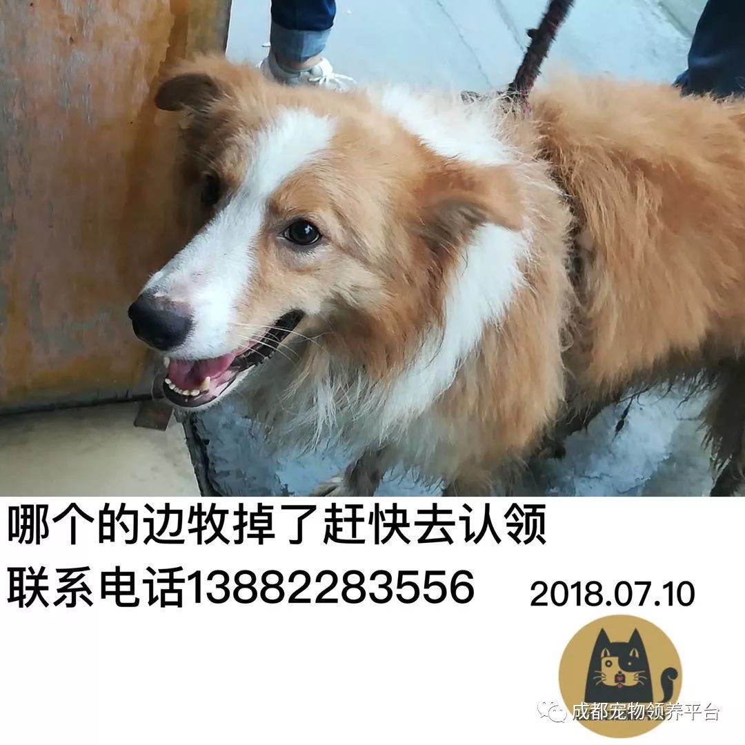 成都最新尋狗記，巷弄深處特色小店中的尋寵之旅
