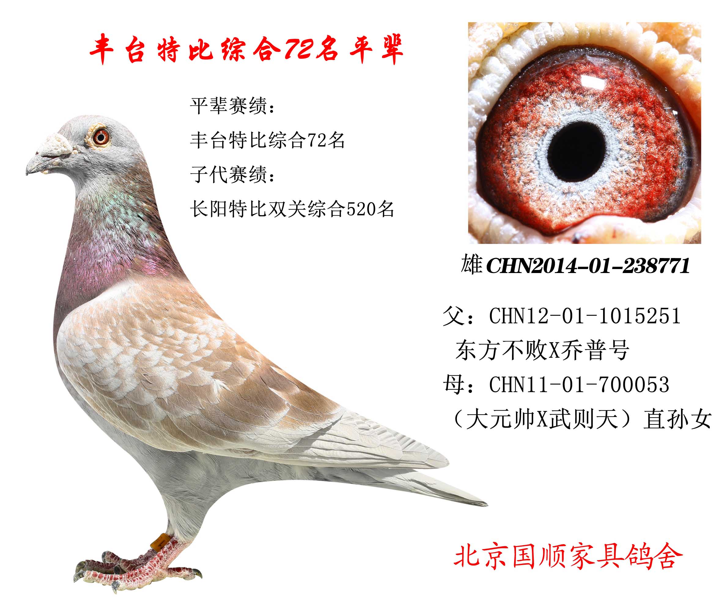 豐臺(tái)信鴿最新賽事指南，參賽步驟與賽事概覽