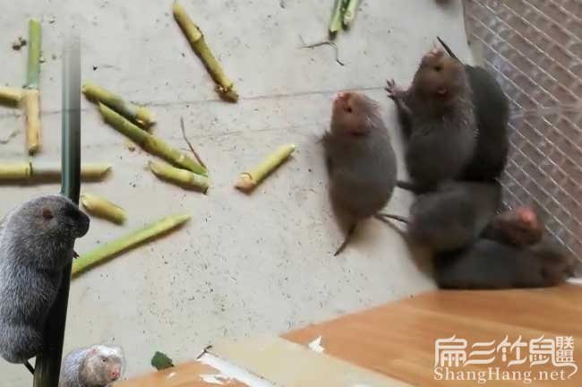 最新竹鼠科技產(chǎn)品革新生活體驗