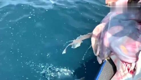 最新魚人流技術革命，高科技產(chǎn)品重塑未來生活體驗