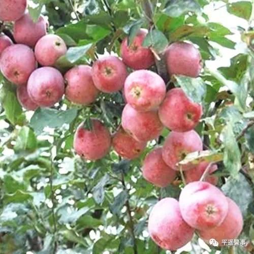 西太后愛心包最新系列，時(shí)尚與慈善的完美結(jié)合，展現(xiàn)獨(dú)特魅力風(fēng)采